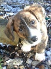 štěně Welsh Corgi Cardgan