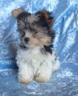 Biewer yorkshire terrier - štěňátka s PP