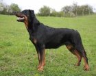 Beauceron štěňtka s PP - v ČR nová krev