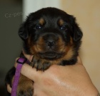 Beauceron štěňtka s PP - v ČR nová krev