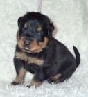 Beauceron štěňtka s PP - v ČR nová krev