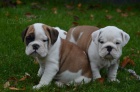 Anglick buldog na predaj s PP