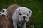 Anglick buldog na predaj s PP