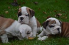 Anglick buldog na predaj s PP