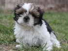 Shih-tzu, ši-tzu štěňátka s PP