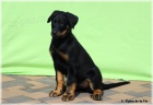 Beauceron - štěňátka k odběru!