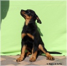 Beauceron - štěňátka k odběru!