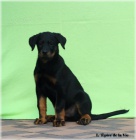 Beauceron - štěňátka k odběru!