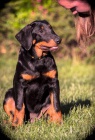 Beauceron - fenky štěňátka s PP