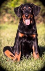 Beauceron - fenky štěňátka s PP
