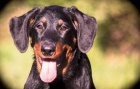 Beauceron - fenky štěňátka s PP