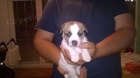 Jack Russell terir s PP