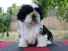Shih-tzu, ši-tzu štěňátka s PP