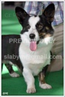 Welsh Corgi Cardigan - pes ke krytí