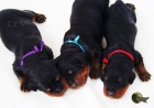gordon setr štěňata s PP - gordon setter puppies