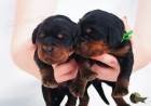 gordon setr štěňata s PP - gordon setter puppies