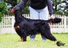 gordon setr štěňata s PP - gordon setter puppies