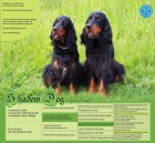 gordon setr štěňata s PP - gordon setter puppies
