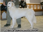 slovensky čuvač