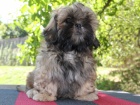 Shih-tzu, ši-tzu štěňátka s PP