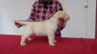 Labradorský retriever s PP