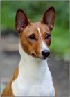 Basenji štěňata s PP