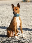Basenji štěňata s PP