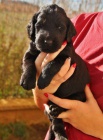 Štěňata flat coated retrievera s PP