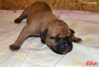 Boerboel štěňata s PP