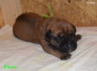 Boerboel štěňata s PP