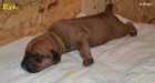 Boerboel štěňata s PP