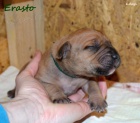 Boerboel štěňata s PP