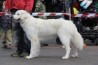 Slovensk uva tata s PP