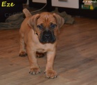 Boerboel štěňata s PP - špičkoví rodiče