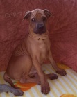 thajský ridgeback - štěňátka