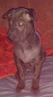 thajský ridgeback - štěňátka
