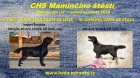 Černá štěňata Flat Coated Retrievera s PP