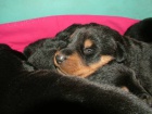 Beauceron štěňátka s PP
