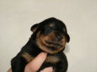 Beauceron štěňátka s PP