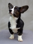Welsh Corgi Cardigan - štěňata, fenky