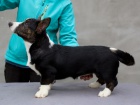 Welsh Corgi Cardigan - štěňata, fenky
