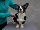Welsh Corgi Cardigan - štěňata, fenky