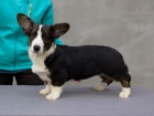 Welsh Corgi Cardigan - štěňata, fenky