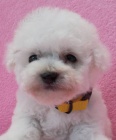 Bišonek - bichon frisé