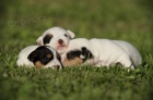 Parson Russel Terrier - štěňata s PP