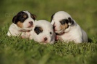 Parson Russel Terrier - štěňata s PP