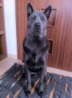 Thajsky ridgeback Atrey ke krytí