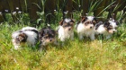 Biewer yorkshire terrier - štěňátka s PP