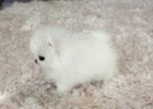 Dech beroucí Pomeranian štěně