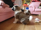 Akita Štěňata